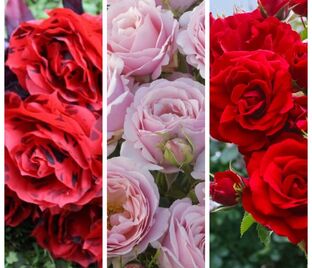 Роза штамбовая трехсортовая Belle de Regnie / Billet Doux / Messire Delbard