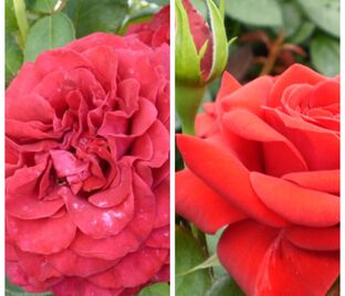Роза штамбовая двухсортовая La Rose des 4 Vents / Niccolo Paganini — фото 1