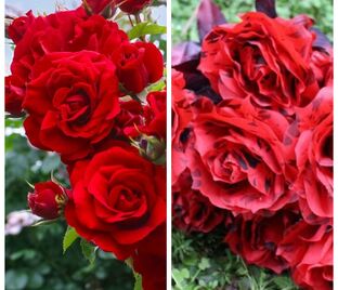 Роза штамбовая двухсортовая Souvenir de William Wood / Belle de Regnie