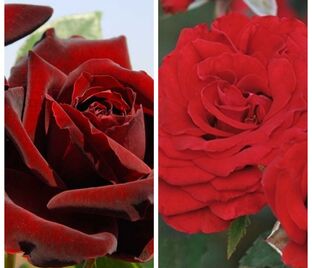 Роза штамбовая двухсортовая Perle Noire / Carmin Vaza