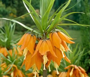 Фритиллярия (Рябчик) императорская Аврора / Fritillaria Aurora