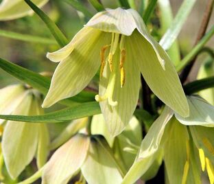 Фритиллярия (Рябчик) императорская Эрли Дрим / Fritillaria Early Dream