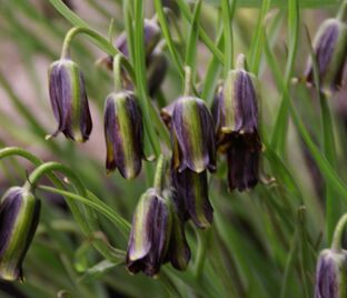 Фритиллярия (Рябчик) Элвиса / Fritillaria Elwesii — фото 1