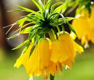 Фритиллярия (Рябчик) императорская Лутеа / Fritillaria Lutea