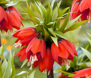 Фритиллярия (Рябчик) императорская Рубра / Fritillaria Rubra