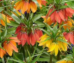 Фритиллярия (Рябчик) императорская Микс / Fritillaria Imperialis Mix