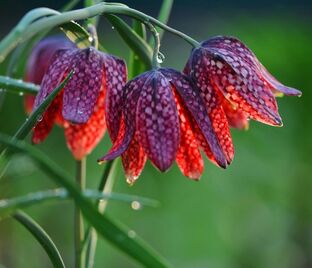 Фритиллярия (Рябчик) шахматная / Fritillaria meleagris