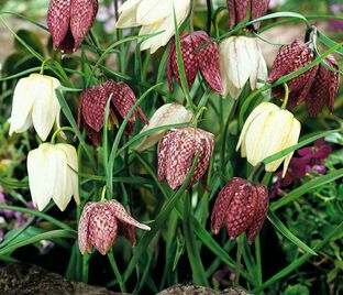 Фритиллярия (Рябчик) шахматная Микс / Fritillaria meleagris Mix — фото 1