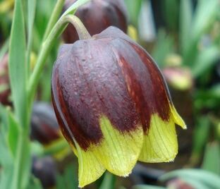 Фритиллярия (Рябчик) Михайловского / Fritillaria michailovsky — фото 1