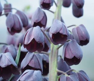 Фритиллярия (Рябчик) персидская / Fritillaria persica