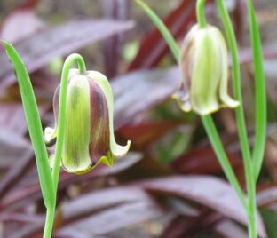 Фритиллярия (Рябчик) понтийская / Fritillaria pontica