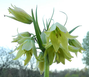 Фритиллярия (Рябчик) Радде / Fritillaria raddeana