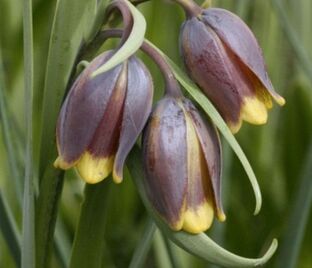 Фритиллярия (Рябчик) лисьеягодная / Fritillaria uva-vulpis — фото 1