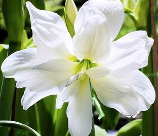 Амариллис белый / Amaryllis white — фото 1