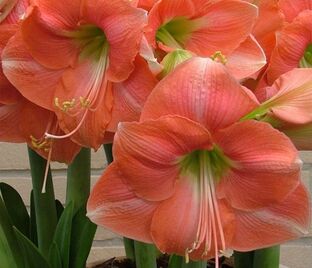 Амариллис лососевый / Amaryllis salmon — фото 1