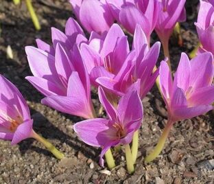 Безвременник Киликикум / Colchicum cilicicum