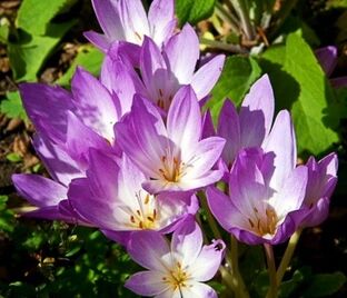 Безвременник Джиант / Colchicum Giant — фото 1