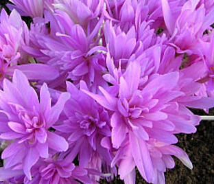 Безвременник Вотерлили / Colchicum Waterlily