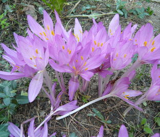 Безвременник осенний / Colchicum autumnale — фото 1