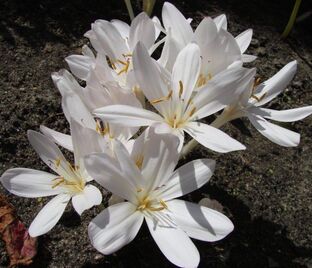 Безвременник осенний Альбопленум / Colchicum autumnale Alboplenum — фото 1