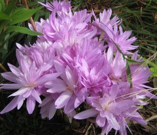 Безвременник осенний Пленифлорум / Colchicum autumnale Pleniflorum — фото 1