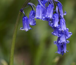 Гиацинтоидес Инглиш Блюбелс / Hyacinthoides English Bluebells — фото 1