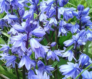 Гиацинтоидес испанский голубой / Hyacinthoides Hispanica Blue — фото 1