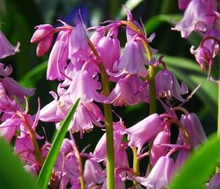 Гиацинтоидес испанский розовый / Hyacinthoides hispanica Pink