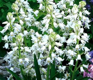 Гиацинтоидес испанский белый / Hyacinthoides hispanica White — фото 1