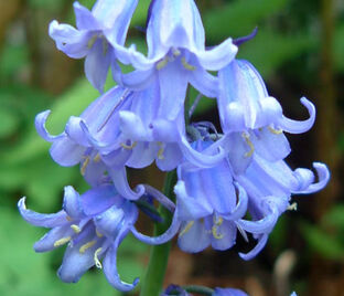 Гиацинтоидес неописанный / Hyacinthoides Non Scripta — фото 1