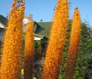 Эремурус гибриды руйтера Клеопатра / Eremurus Ruiter Hybrids Cleopatra — фото 1