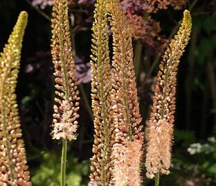 Эремурус гибриды руйтера Романс / Eremurus Ruiter Hybrids Romance — фото 1