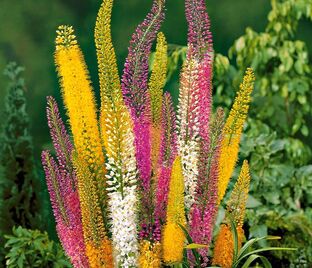 Эремурус гибриды руйтера Микс / Eremurus Ruiter Hybrids Mix — фото 1