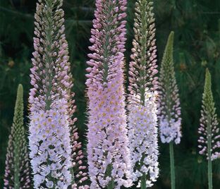 Эремурус мощный / Eremurus robustus — фото 1