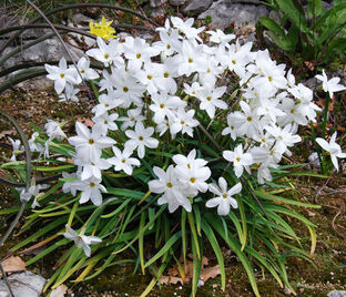 Ифейон одноцветковый / Ipheion uniflorum — фото 1