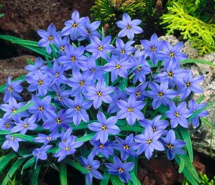 Ифейон одноцветковый Джесси / Ipheion uniflorum Jessie — фото 1