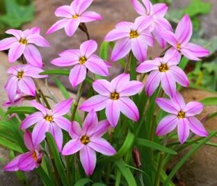 Ифейон одноцветковый Тесса / Ipheion uniflorum Tessa — фото 1