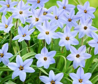 Ифейон одноцветковый Висли Блю / Ipheion uniflorum Wisley Blue — фото 1