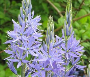 Камассия Кузика / Camassia cusickii — фото 1