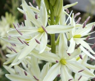 Камассия Лейхтлина Альба / Camassia leichtlinii Alba — фото 1