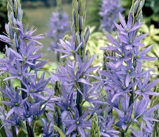 Камассия Лейхтлина Каерулеа / Camassia leichtlinii Caerulea