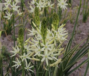 Камассия Лейхтлина Сакаджавеа / Camassia leichtlinii Sacajawea — фото 1