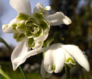 Подснежник Флор Плено / Galanthus Flore Pleno