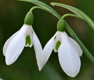 Подснежник белоснежный / Galanthus nivalis — фото 1