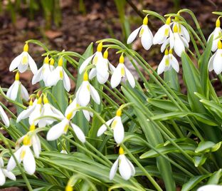 Подснежник Воронова / Galanthus woronowii — фото 1