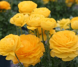 Лютик (Ранункулюс) желтый / Ranunculus Yellow