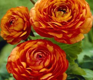 Лютик (Ранункулюс) оранжевый / Ranunculus Orange — фото 1