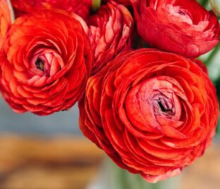 Лютик (Ранункулюс) красный / Ranunculus Red — фото 1