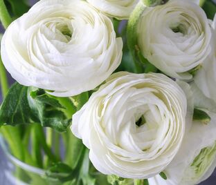 Лютик (Ранункулюс) белый / Ranunculus White — фото 1