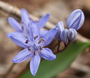 Пролеска (Сцилла) двулистная / Scilla bifolia — фото 1